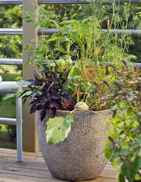 Vegetable Container Gardening Tips Hgtv Hot Sex Picture