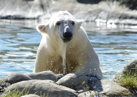 Polar Bear Detroit Zoo
