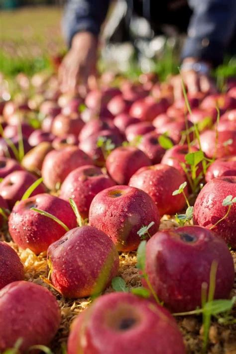 Best Tips For Julian Apple Picking Socal Field Trips