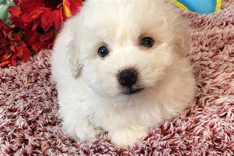 Bichon Frise Breeder In St Elizabeth Mo Puppy Adoption