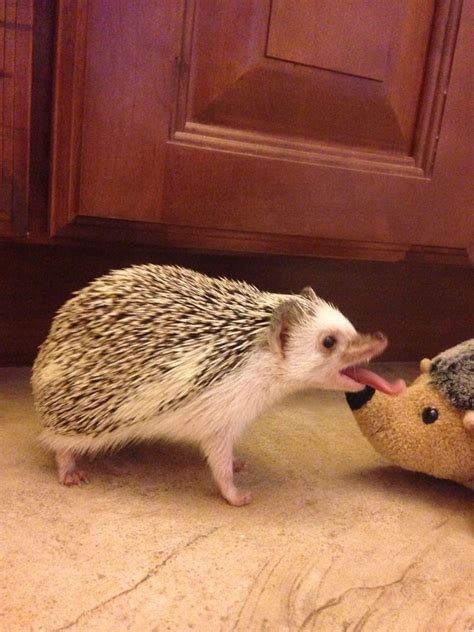 That Tongue Hedgehog Pet Cute Hedgehog Cute Animals