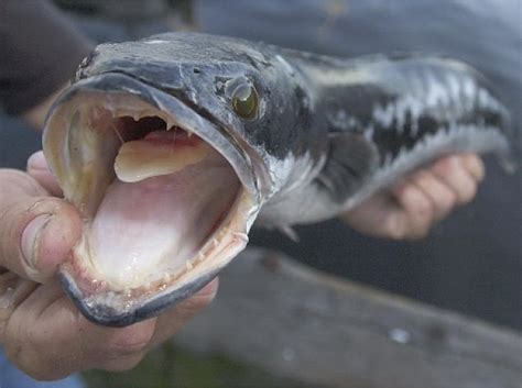 Snakehead, any of a number of species of freshwater fish of the family channidae, found in africa and asia. Man caught with 'fishzilla' snakeheads - NY Daily News
