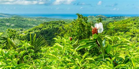 10 Things To Do In Barbados With Photos