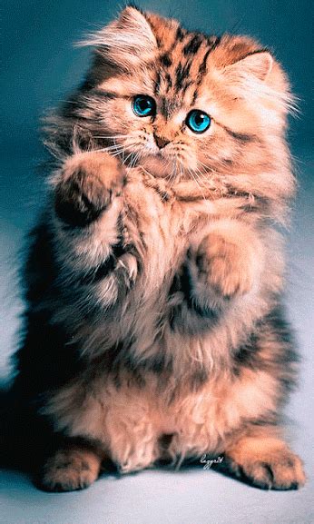 Cute Kitten Very Cute But The Eyes Look A Little Photo Shopped Cute