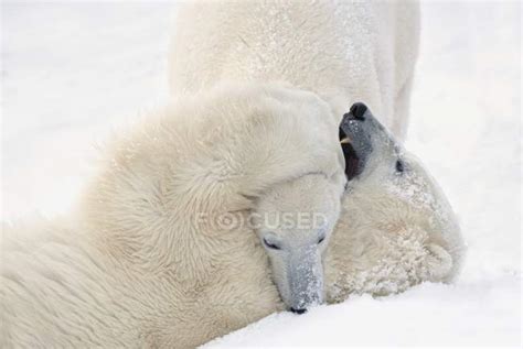 Two Polar Bears — Artistic Fighting Stock Photo 164930568