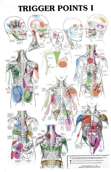 Trigger Points Chart Trigger Points Massage Therapy Reflexology
