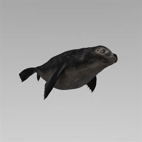 Seal Animation Rigging 3d Model Turbosquid 1543688