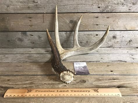 Single Whitetail Deer Shed Antler 4 Point Lot No Etsy