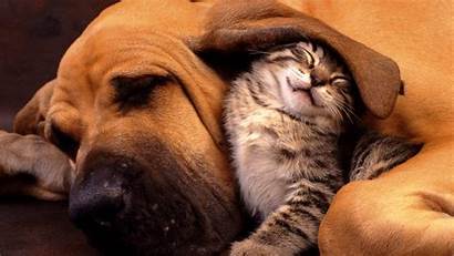 Dog Kitten Ear Under Cats Animals Wallpapers