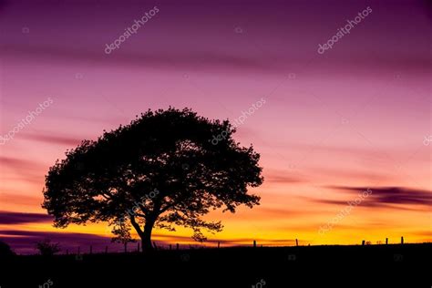 Oak Tree Silhouette Old Sunset Shadow Sky Clouds Eifel
