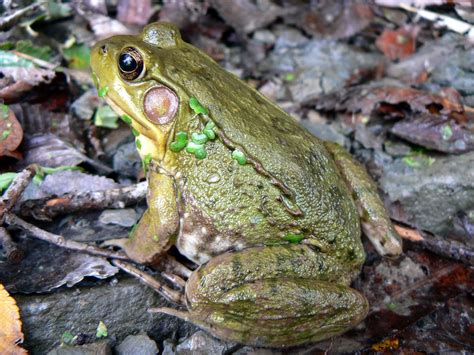 Green Frog Common Amphibians Of Jennings ·