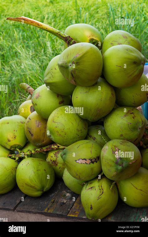 Coconuts Palm Tree Hi Res Stock Photography And Images Alamy