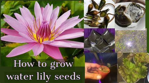How To Grow Water Lily Seedstropical Water Lily Seeds Water Lily