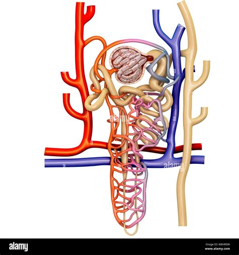 42 Nephron Diagram Unlabeled