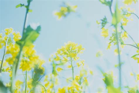 Yellow Flowers Under Sunny Sky Photo Free Image On Unsplash