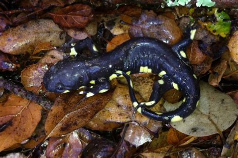 List Of Salamander Species In Iowa Id Pics Pond Informer