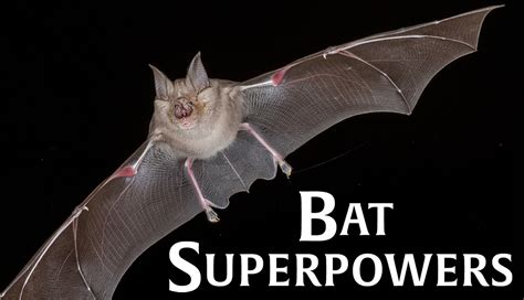 Nova Bat Superpowers Pbs Western Reserve