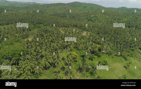 Aerial View Of Grove Of Palm Trees In The Hills Against Sky And Clouds