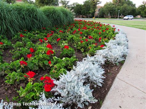Dusty miller is a commonly used as an annual bedding plant. Dusty Miller Plant Flower : Sakura Tucson