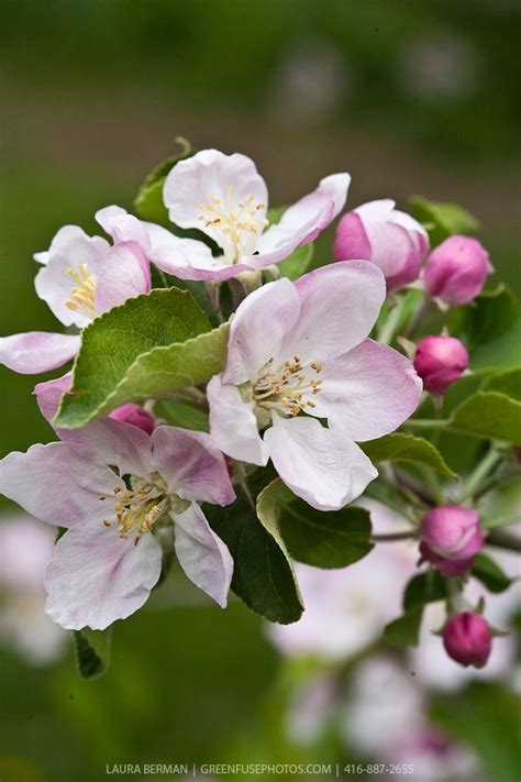 Pink And White Apple Blossoms On Apple Trees In An Apple Orchard In