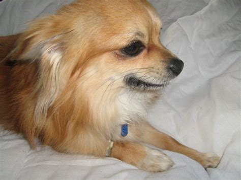 Long Haired Male Chihuahua Eastleigh Hampshire Pets4homes