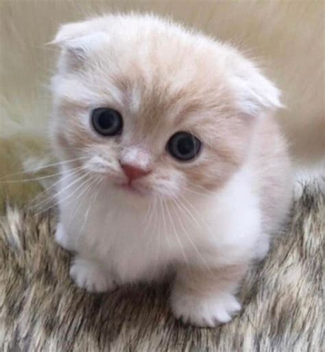 Pin By Anton Korf On Pets Cute Cats And Dogs Scottish Fold Kittens