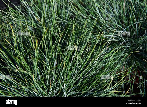 Festuca Grass Plants Stock Photo Alamy