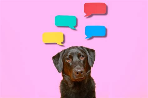 Can Dogs Use Language Scientific American