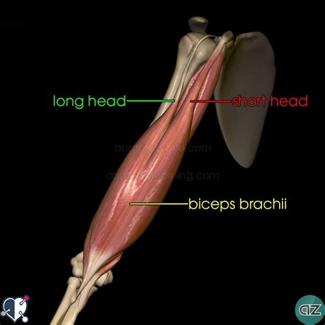 We did not find results for: Muscles of the Arm | AnatomyZone