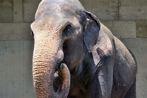 Indian Elephant Animal Facts | Elephas maximus indicus | AZ Animals