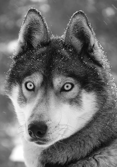 If it is a big surprise or a big shock, we can say that it is a bolt from the blue. Togo - the rowdy pup that became a legendary sled dog - Wolfstoria