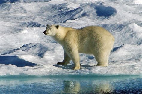 Polar Bears Live المرسال