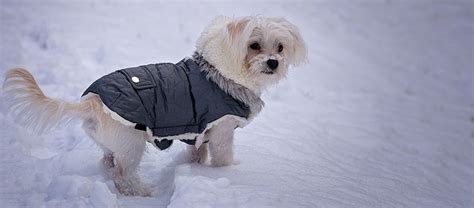 How To Keep A Dog Warm Outside In Winter