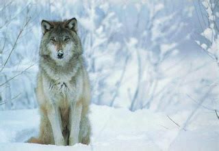 Trouvez/téléchargez des ressources graphiques loup animal gratuites. The life ...: Nature - Le Loup: un animal peu connu aux ...