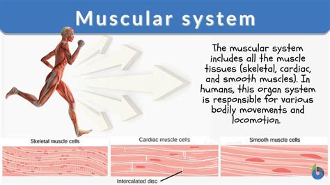 Muscular System Definition And Examples Biology Online Dictionary