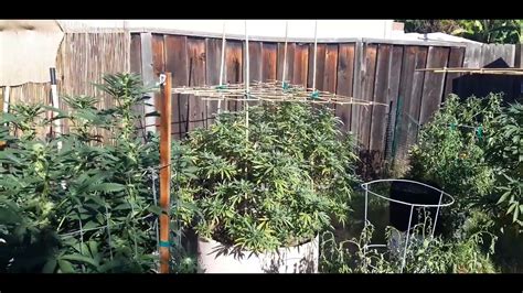 Outdoor Organic Cannabis Grow Ii Quick Update Starting To Get Frosty
