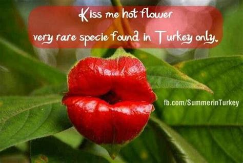 Kiss Me Not Flower Found Only In Turkey Very Rare Unusual Flowers