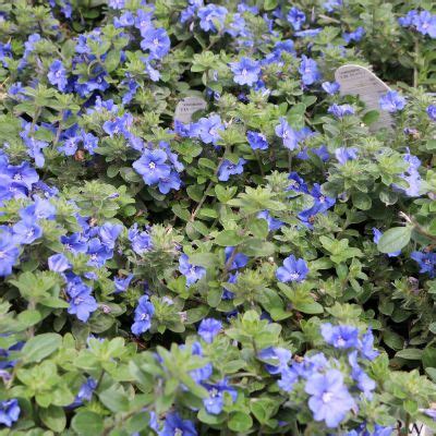 Sep 05, 2015 · in lieu of flowers, consider performing a random act of kindness for someone in need. Plant Guide For Southern Utah's Unique Desert Climate ...