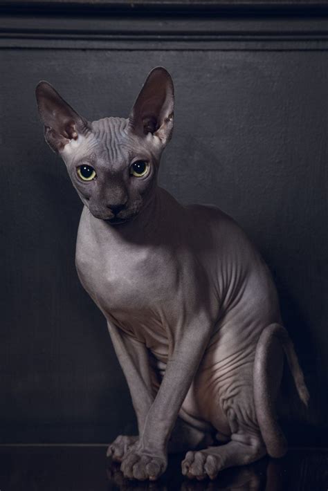 Campagne Sphynx Cat Grey Cats Sphinx Cat