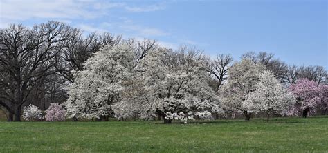 Ornamental Flowering Trees Collection The Morton Arboretum