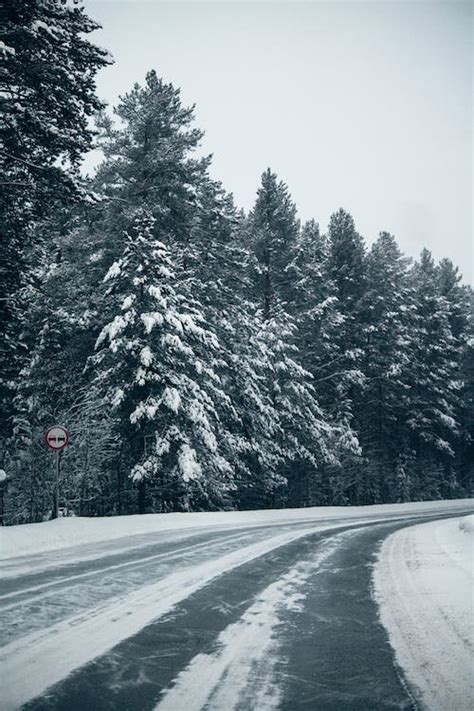 Snow Covered Road Between Trees · Free Stock Photo