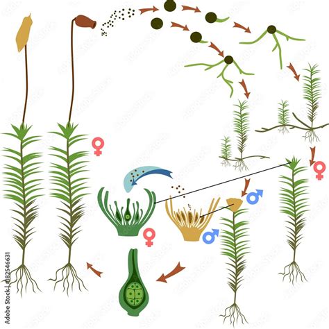 Vecteur Stock Moss Life Cycle Diagram Of A Life Cycle Of A Common