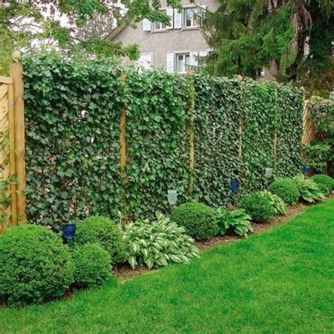 This Is Awesome Fence With Evergreen Plants Landscaping Ideas 77 Image