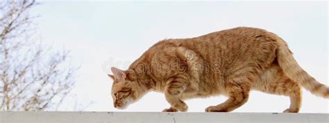 A Prowling Redorange Tiger Cat Sniffs Out The Area Stock Image Image