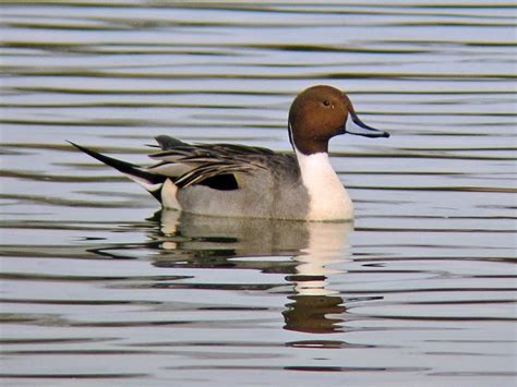 At The Pond Northern Pintail Pacific Nw Birder