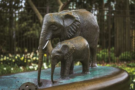Thirsty Elephants Lincoln Park Zoo Photograph By Enzwell Designs Pixels
