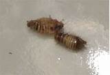 Malathion Bed Bug Control Pictures