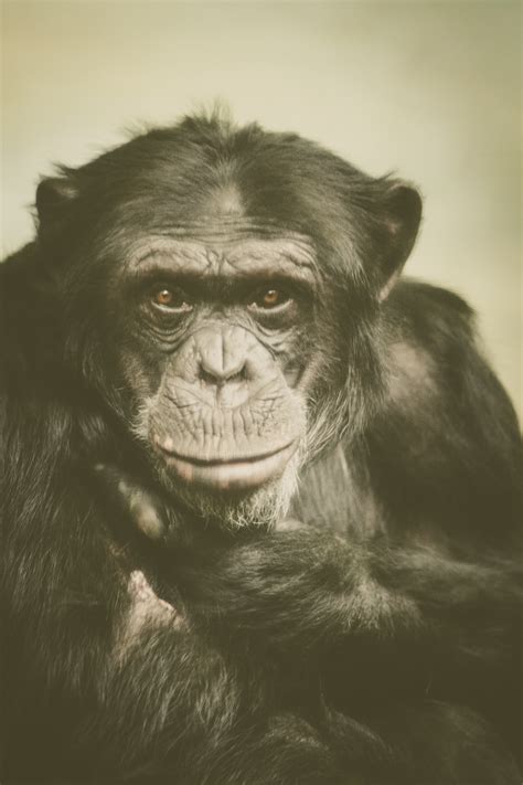 Chimpanzee Portrait Free Stock Photo Public Domain Pictures