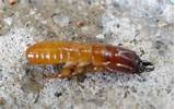 California Termite Inspection