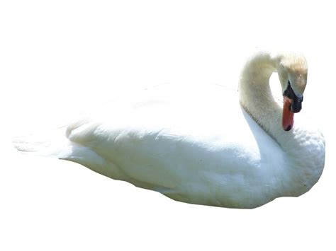 Swan Png Transparent Images Png All